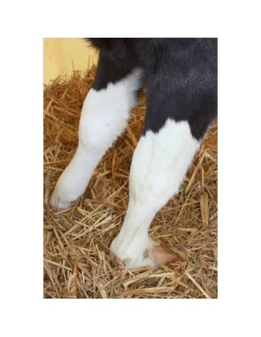 Férula para pantorrillas con zancos tendinosos