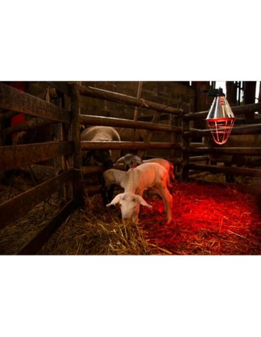Lámpara de calor infrarroja | 250 vatios |...