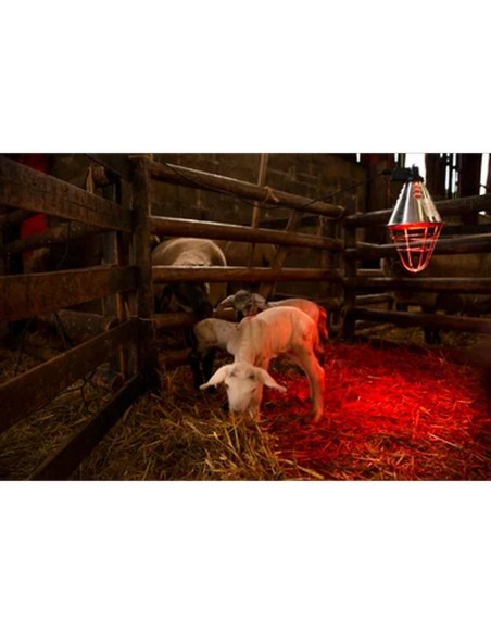 Lámpara de calor infrarroja | 250 vatios | interruptor de ahorro de energía | (cable de goma de 2,5 m)