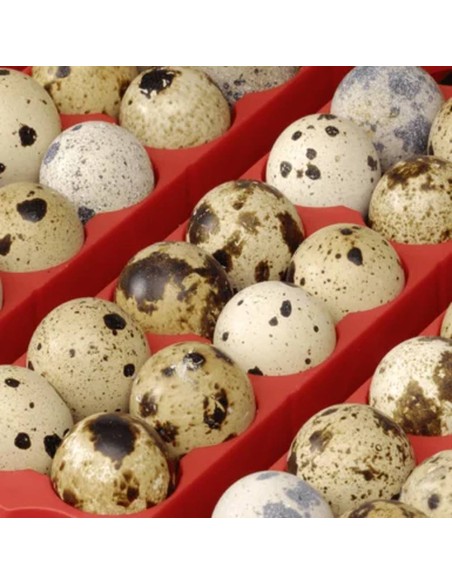 Incubadora ET24 | Totalmente automático para hasta 24 huevos.