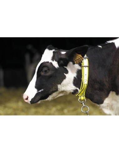 Collar de Ternero de Nailon – Amarillo/Negro,...