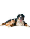 chiens et chats