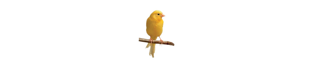 Jaulas y accesorios para pájaros y hámsteres