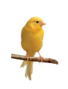 Oiseaux, hamsters, furets et écureuils