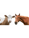 Chevaux et boeuf