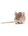 lutte antiparasitaire